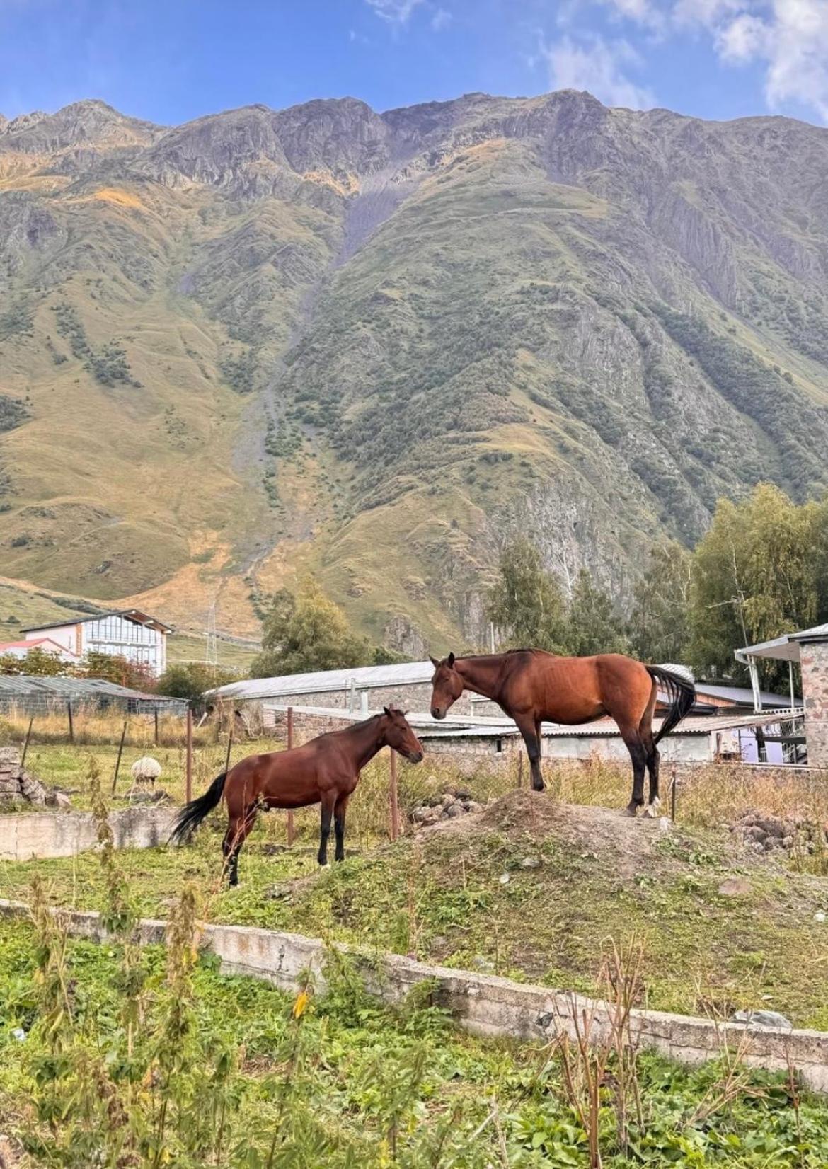 Edelweiss Cottage Kazbegi Εξωτερικό φωτογραφία